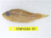 藏品(中線天竺鯛)的圖片